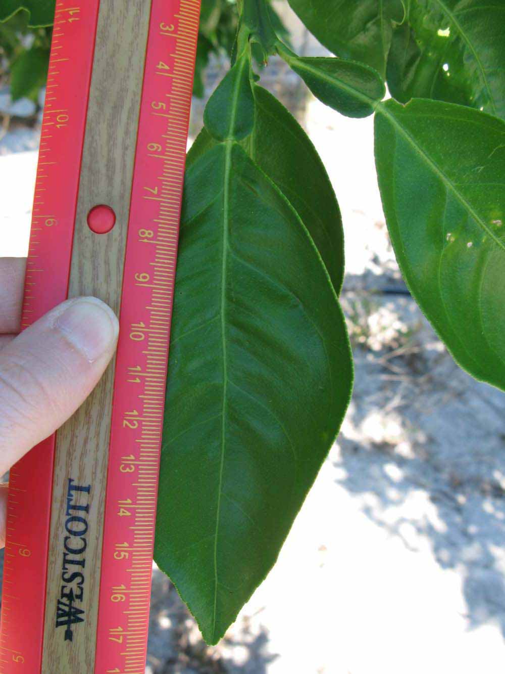              Unifoliolate leaf (Winter Haven, FL)       